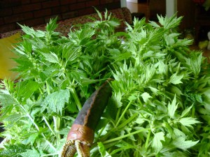 Motherwort, Leonurus cardiaca--one of my favourite herbs for many women's health issues